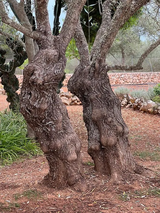 Vila Finca Rural Art 9 Ses Salines